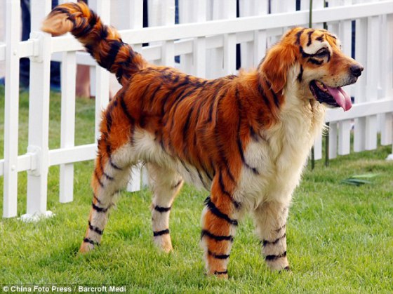 Finally a dog named Tiger that looks the part.