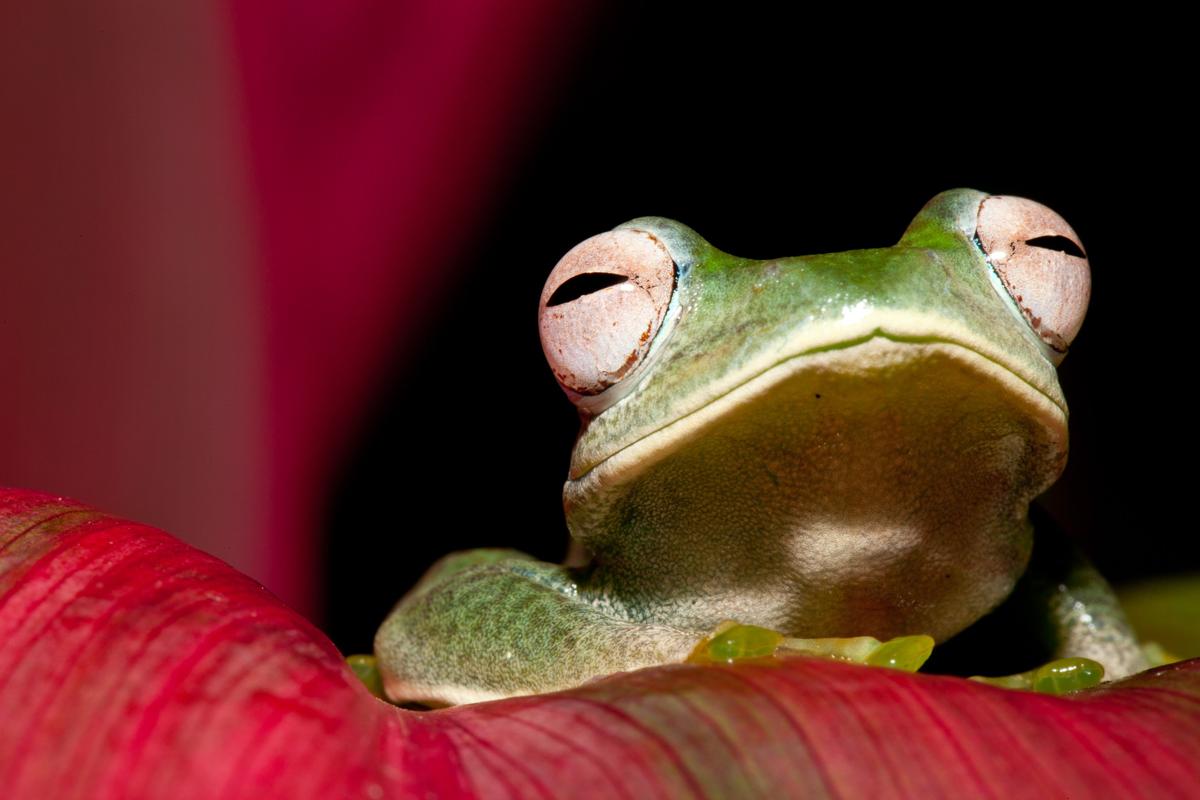 RIP: Another Random Internet Pic Collection