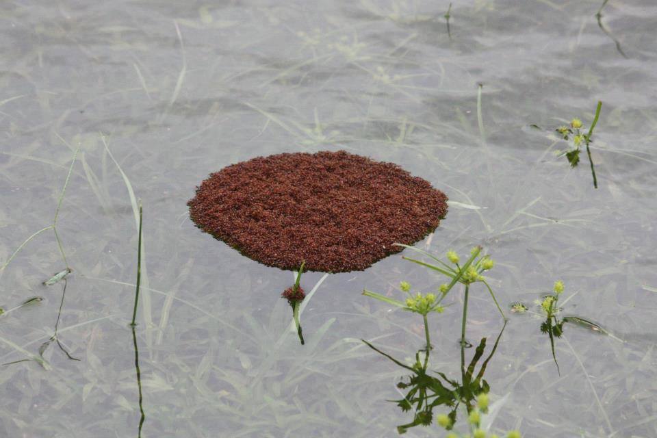 Damn Ants, drown already!