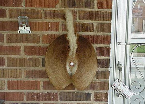 Deer Ass Door Bell.