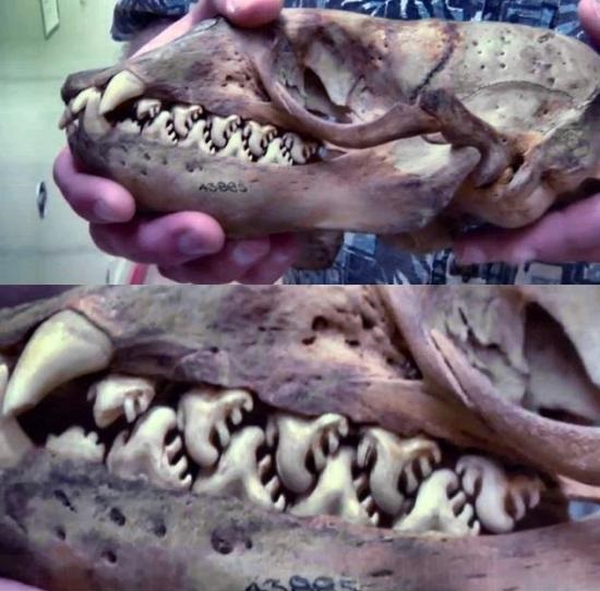 The teeth have teeth.