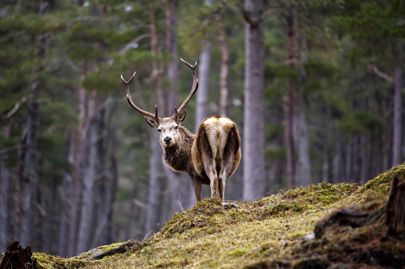 The Beautiful Animals of Earth