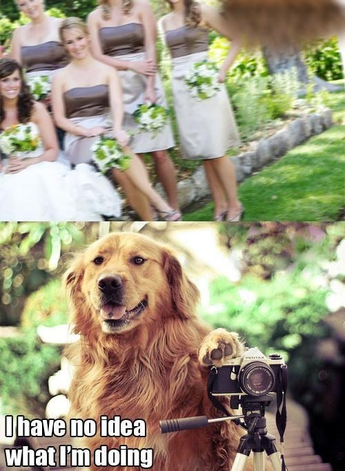 Humorous Wedding Photos