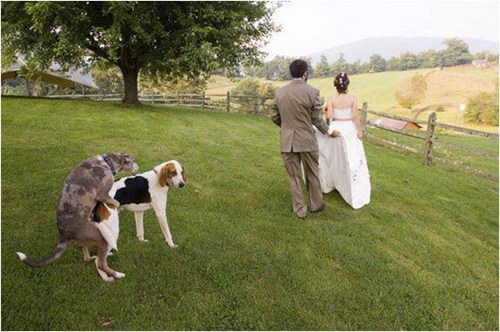 Humorous Wedding Photos