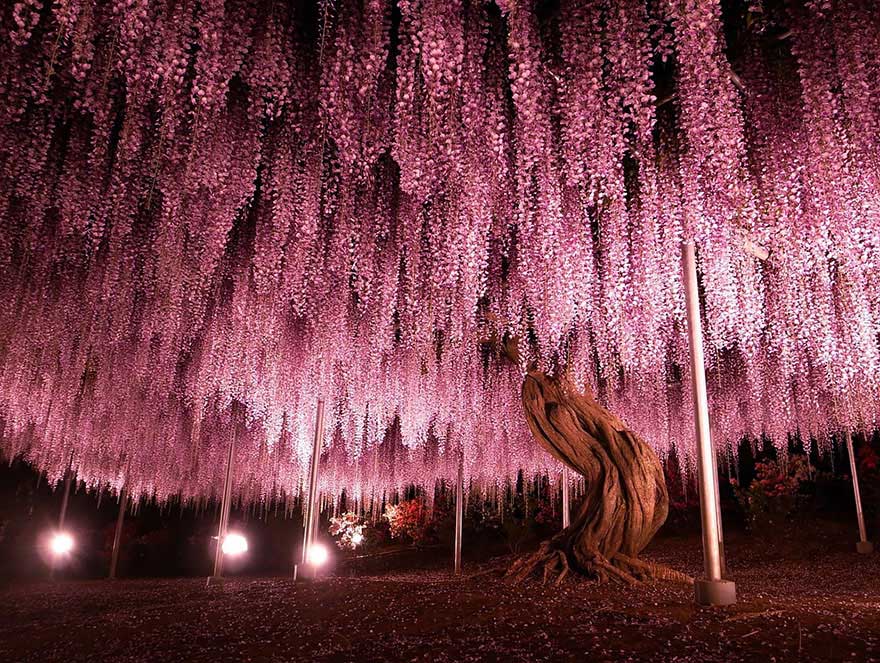 The 144-year-old Wisteria in Japan