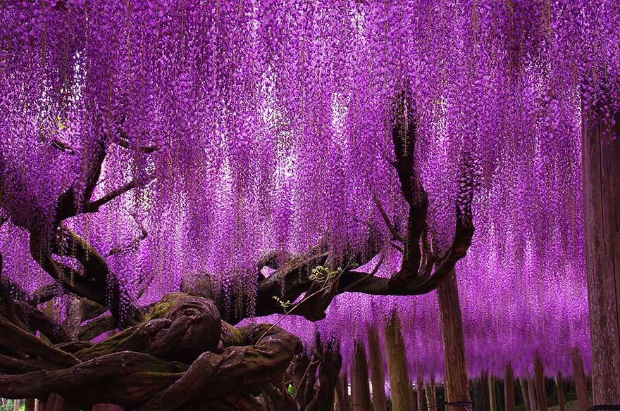 Another shot of the 144-year-old Wisteria in Japan