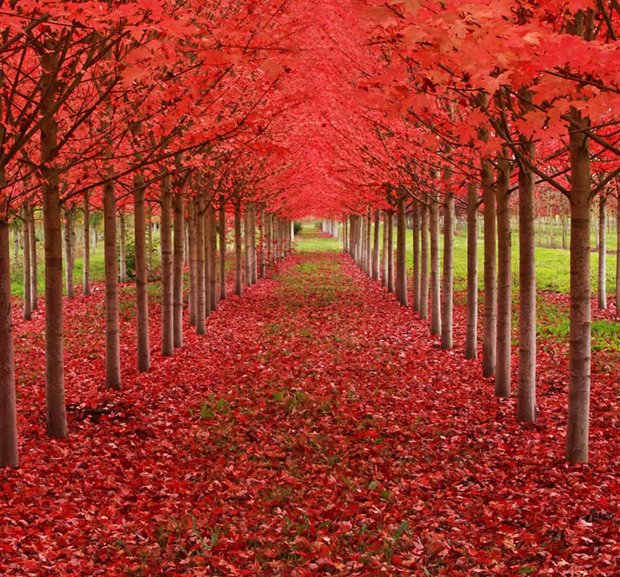 A Tunnel of Maple trees in Oregon