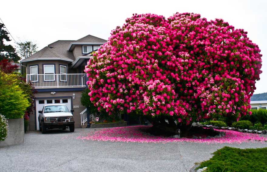 The 125-year-old Rhododendron