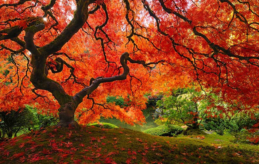 The Japanese Maple