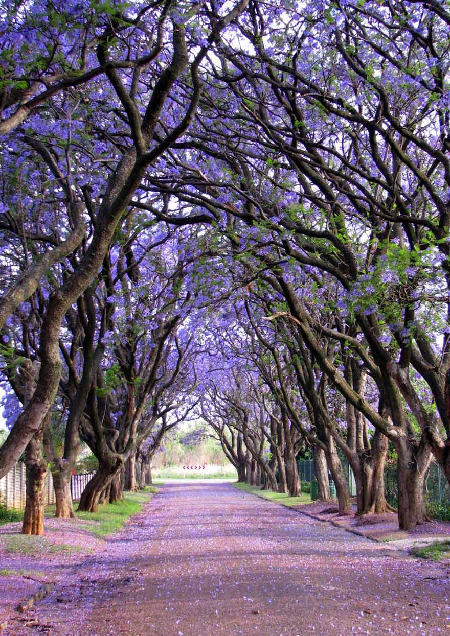 Jacaranda trees in Cullinan, South Africa