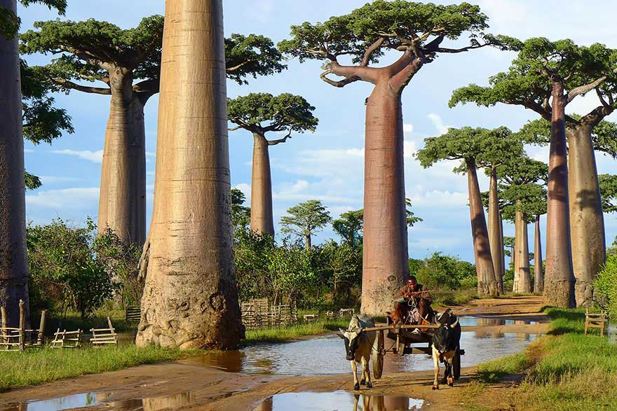 The Baobob Trees in Madagascar