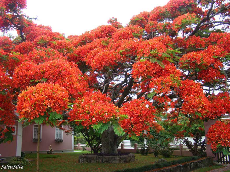 This wild tree in Brazil.