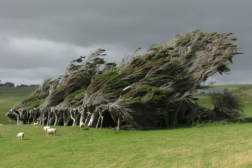 Trees deformed by the wind in New Zealand