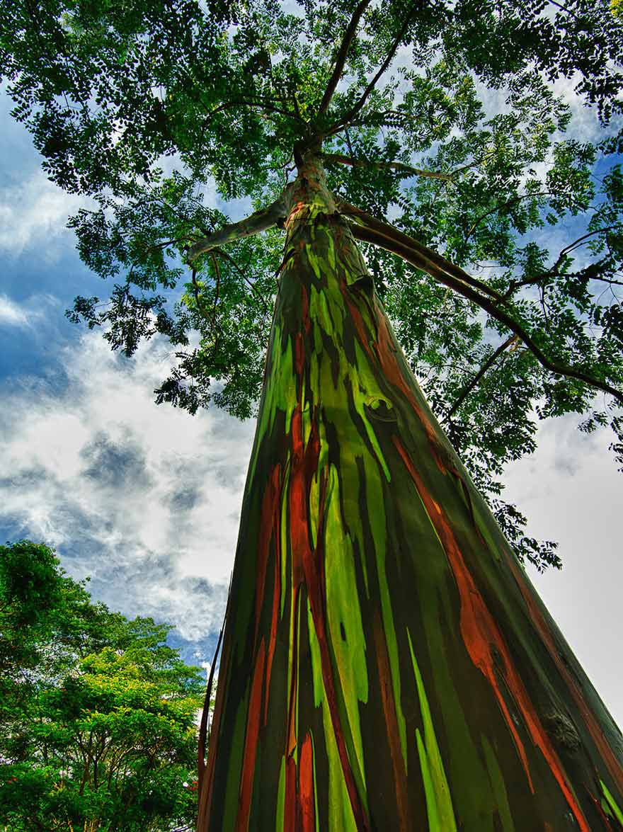 The Rainbow Eucalyptus tree in Kauai, Hawaii