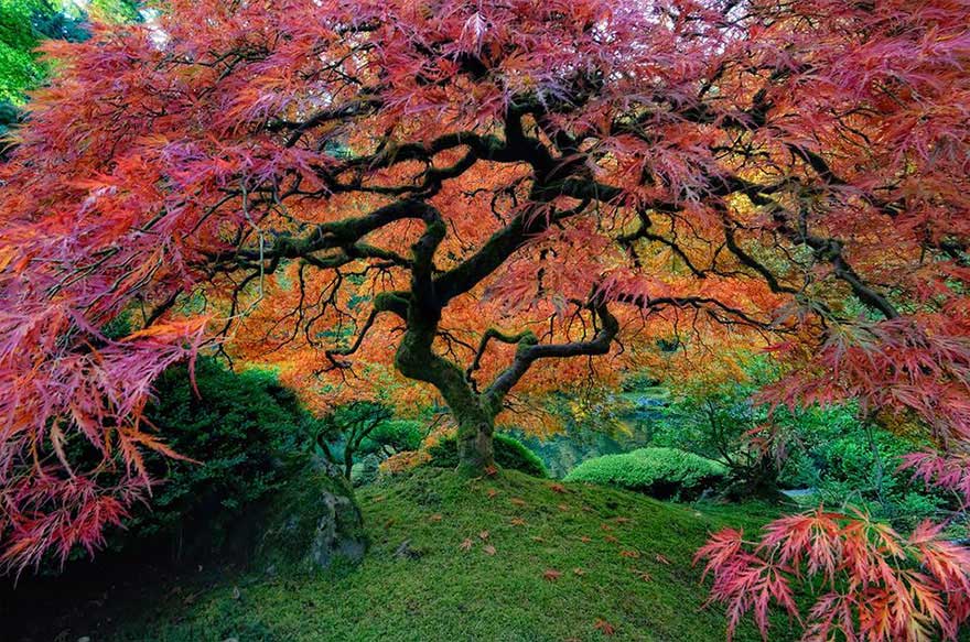 Another Japanese Maple