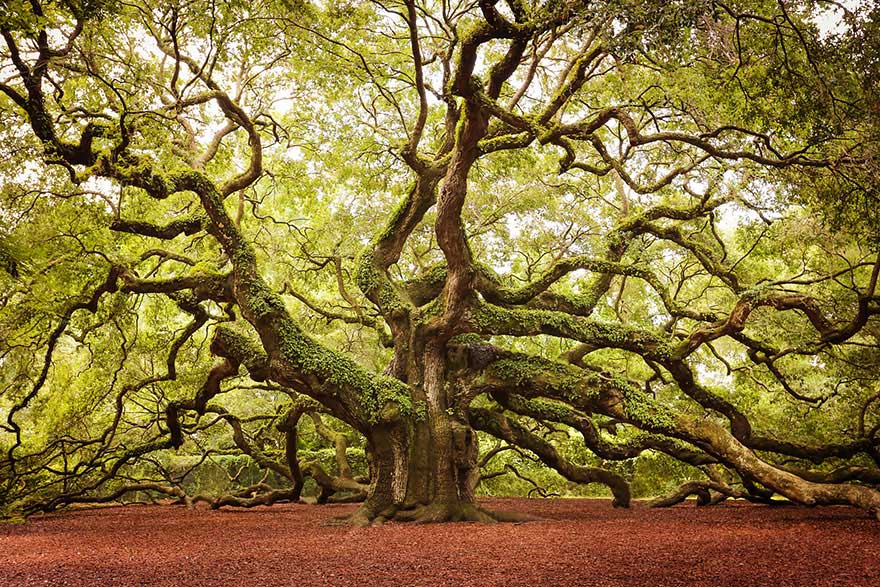 The Angel Oak tree in Charlston, South Carolina