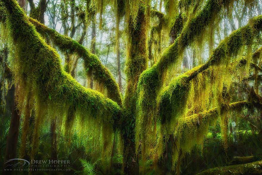 A Beech tree with hanging moss in Oregon