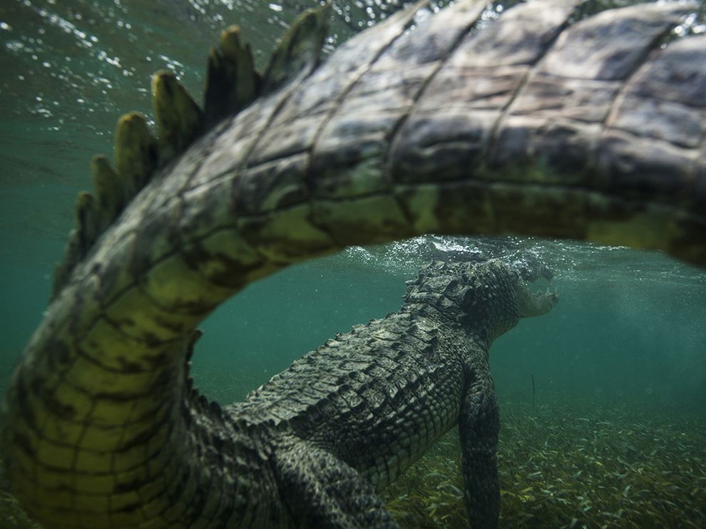 "Lets go swimming" No thanks... nope nope nope.