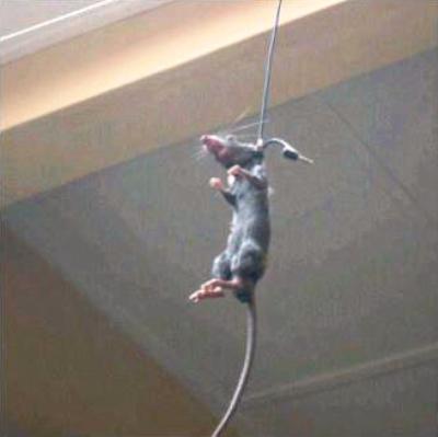 dead rat being hanged