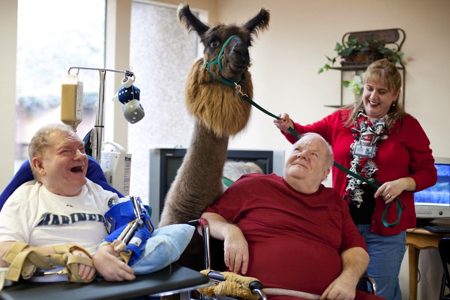Llama delights nursing home residents