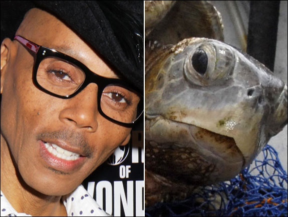 Celebrities and their resemblance to Animals