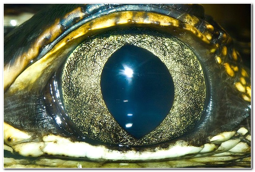 Macro photography of Animal Eyes