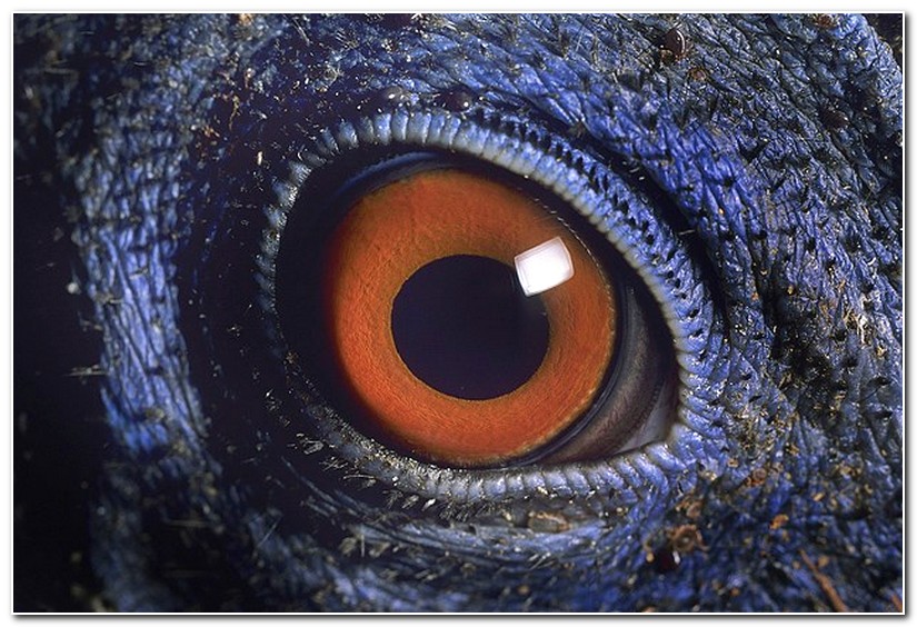 Macro photography of Animal Eyes
