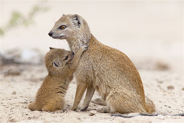 A Mother's love in the animal kingdom