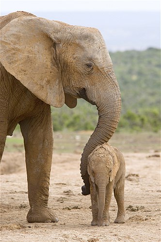 A Mother's love in the animal kingdom