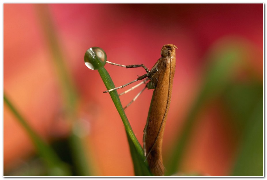 Macroscopic Photography of Insects