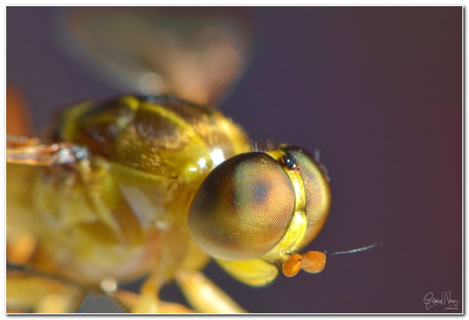 Macroscopic Photography of Insects