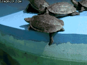 turtles FTW!
