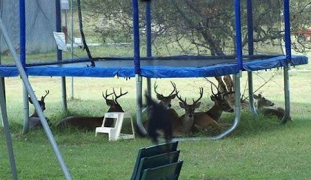 deer under trampoline