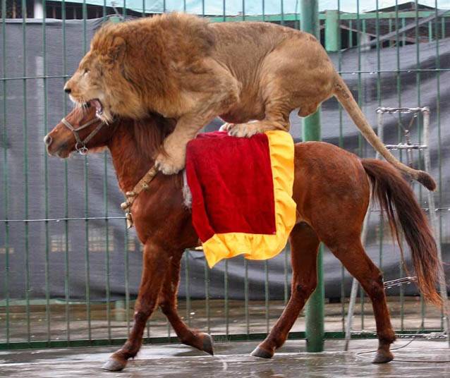 lion on a horse
