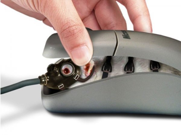 ever wonder what is really inside a mouse...i know lot's of blonds do ...lmao
