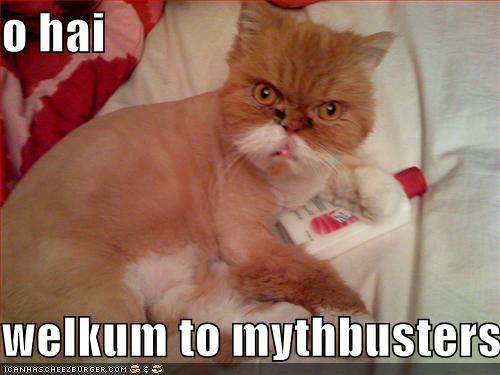 If you are a Mythbusters fan, you will probably laugh as hard as I did at this. Kitty looks exactly like that dude!

