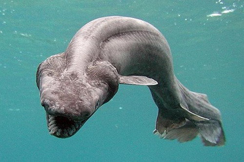 
frilled shark!
This weird rare pre-historic shark was found in Japan, particularly in Shizuoka, southwest of Tokyo. It looked like an eel. It was brought to a marine parks seawater pool in Japan. However it died just hours thereafter.
