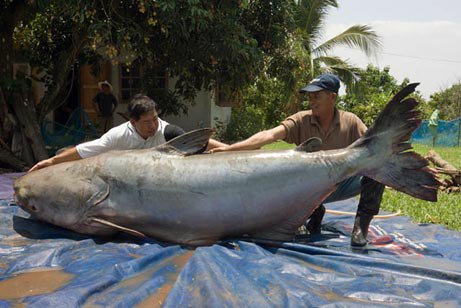 giant catfish!
This one weighed in at an incredible 646 pounds! Widely reported as the largest totally freshwater fish ever recorded.