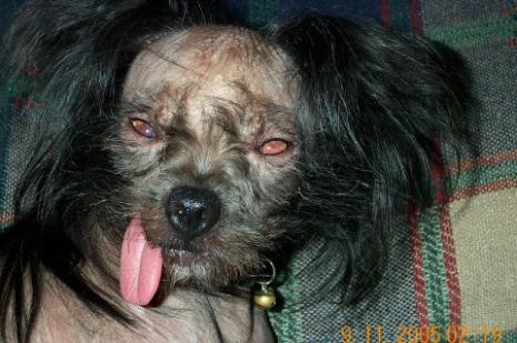 This is Gallegher named for the comedian but better known as "Booger". He will 
be 2 years old in March. He is a Chinese Crested/Japenese Chin mix. He has 
lost his teeth on the right side of his mouth so his tongue hangs out. He's not only 
ugly, he stinks! He hasn't figured out how to urinate without peeing on his front 
legs, yuuck! His best