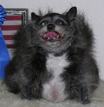 Ugliest Dog Winners

Announcing Lil Biggles, our AUGUST 2006 winner.
Lil Biggles Emerson AR 71740
Announcing Munchkin, our JULY 2006 winner.
Please check 
back for more 
information on 
Munchkin.
Munchkin is approximately 8 years old. Her dog breed is affectionately known as a Canardly as in you can hardly tell. She 
could be part affenpi
