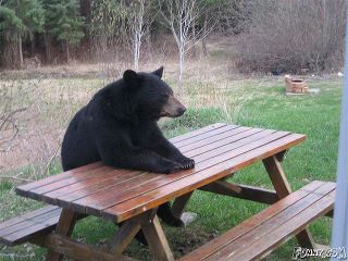 bear sitting at bench waiting for his company for lunch :