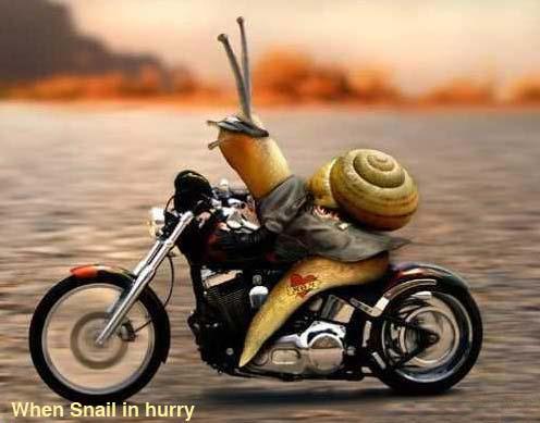 When a snail is in a hurry