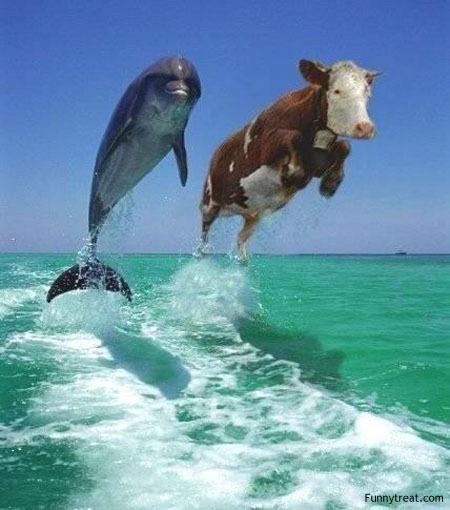dolphin and cow race lol