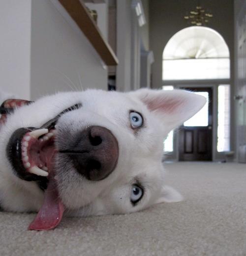 Sweet Husky all white with the biggest and happiest eyes