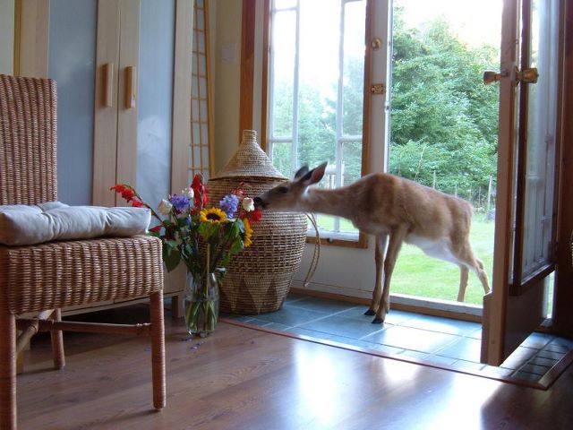 Deer invites itself in to smell the flowers