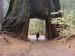 Sequoia National Park California