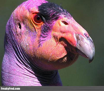 california condor - Freaky Fred.com