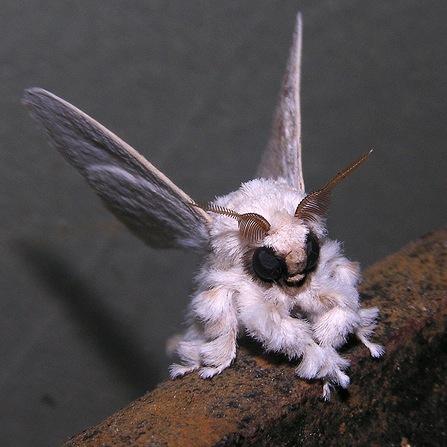 venezuelan poodle moth