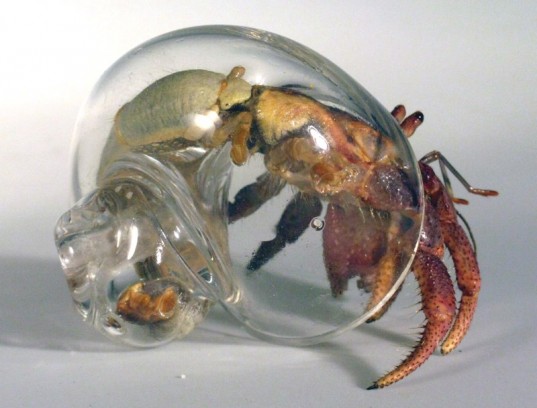 The shell is glass. The crab is not. Cool idea though.