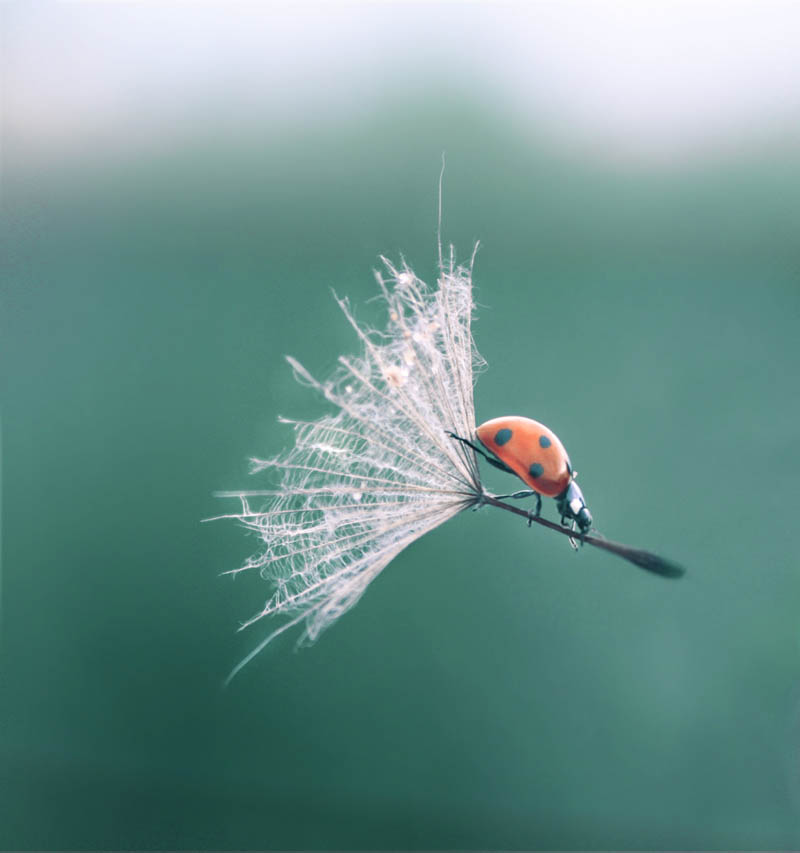 Ladybug hitching a ride